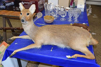 Lot 170 - A taxidermy roe deer
