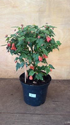 Lot 1001 - Patio Abutilon