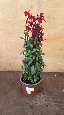 Lot 1002 - Hardy Red Lobelia