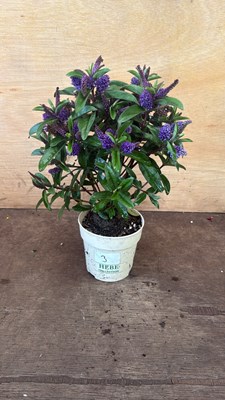 Lot 1003 - Purple Hebe