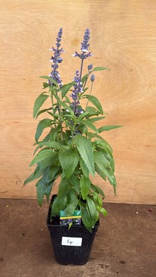 Lot 1004 - Salvia -‘Farina Arctic Blue’