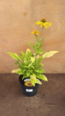Lot 1005 - Echinacea -‘Papallo Classic Deep Yellow’