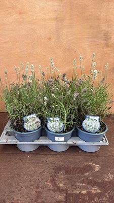 Lot 1006 - Tray of 6 Lavender -‘White Summer’
