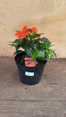Lot 1007 - New Guinea Impatiens -‘Sonic Orange’