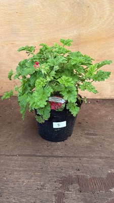 Lot 1008 - Highly Scented Geranium -‘Concolor Lace’