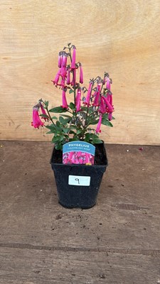 Lot 1009 - Phygelius -‘New Zealand Fuchsia’