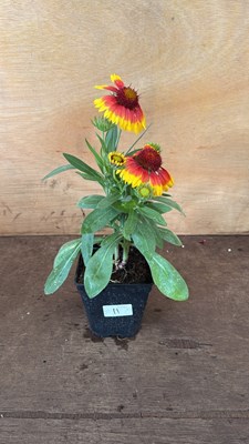 Lot 1011 - Arizona Sun
