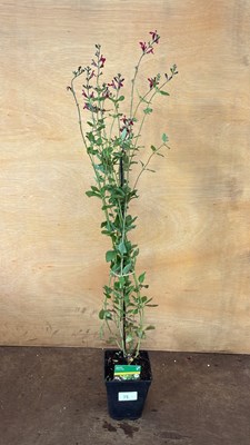 Lot 1012 - Hardy Salvia -‘Cherry Lips’