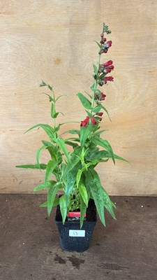 Lot 1013 - Penstemon -‘Party Bells Red’