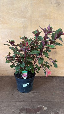 Lot 1014 - Large well established Fuchsia -‘Koralle’