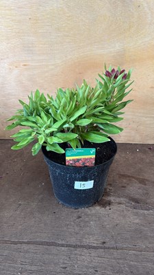 Lot 1015 - Alstroemeria -‘Doba’