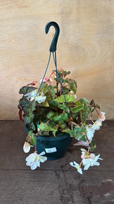 Lot 1016 - Begonia hanging pot -‘Illumination White’