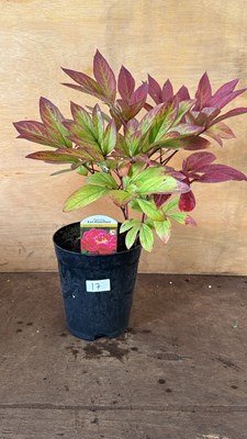 Lot 1017 - Peony -‘Karl Rosenfield’