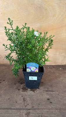 Lot 1018 - Aster -‘Alpha Universe’