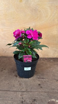 Lot 1019 - Nea Guinea Impatiens -‘Sonic Lilac’