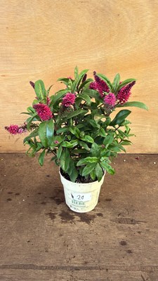 Lot 1020 - Pink Hebe