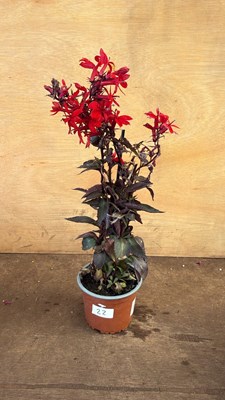 Lot 1022 - Hardy Red Lobelia