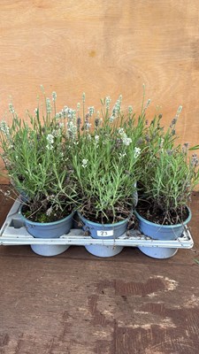 Lot 1023 - Tray of 6 lavender -‘White summer’