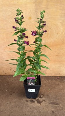 Lot 1024 - Penstemon -‘Party bells Violet’