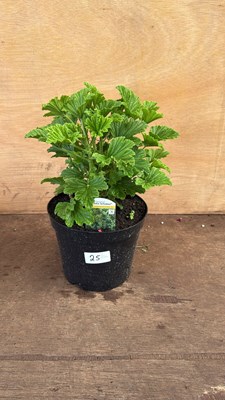 Lot 1025 - Highly scented Geranium -‘Moskito Schoker’