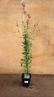 Lot 1026 - Hardy Salvia -‘Hot Lips’