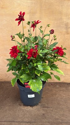 Lot 1027 - Large Red Dahlia