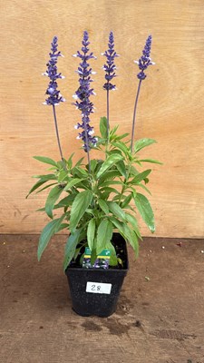 Lot 1028 - Salvia -‘Farina Arctic Blue’