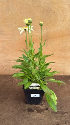 Lot 1029 - Leucanthemum -‘Western Star Gemini’