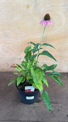 Lot 1030 - Echinacea -‘Prairie Blaze Orange Sunset’