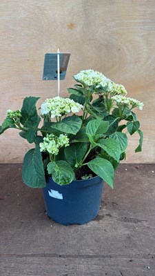 Lot 1031 - Hydrangea -‘Macrophylla white’