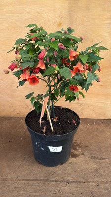 Lot 1032 - Patio Abutilon