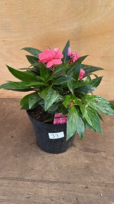 Lot 1033 - New Guinea Impatiens -‘Sonic Pink’