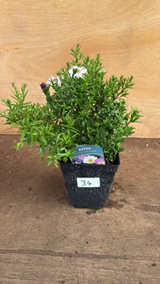 Lot 1034 - Aster -‘Alpha Universe’