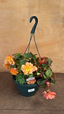 Lot 1035 - Begonia hanging pot -‘Golden Picotee’