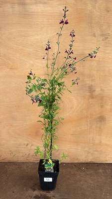 Lot 1037 - Hardy Salvia -‘Amethyst Lips’