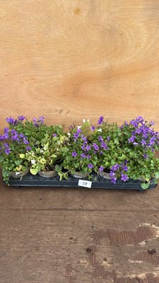 Lot 1038 - Tray of 10 mixed Campanula