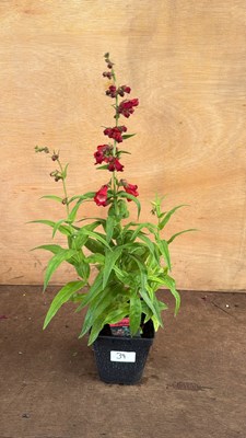Lot 1039 - Penstemon -‘Party bells red’
