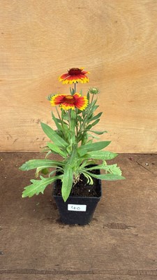 Lot 1040 - Arizona Sun