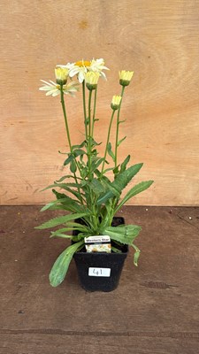 Lot 1041 - Leucanthemum -‘Western star Gemini’