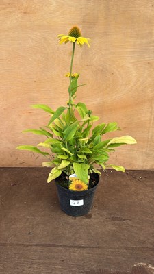 Lot 1042 - Echinacea -‘Papallo Classic Deep Yellow’