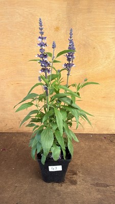 Lot 1043 - Salvia -‘Farina Arctic Blue’