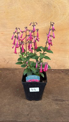 Lot 1044 - Phygelius -‘New Zealand Fuchsia’