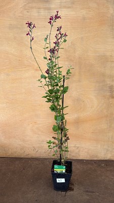 Lot 1045 - Hardy Salvia -‘Cherry Lips’