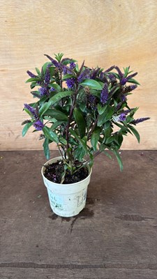 Lot 1046 - Purple Hebe.