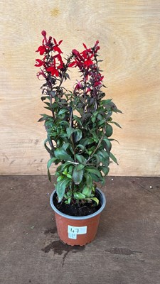 Lot 1047 - Hardy Red Lobelia