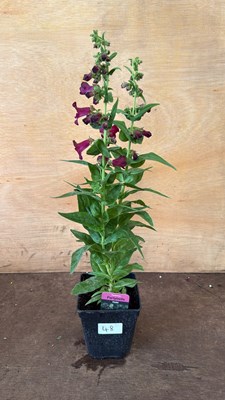Lot 1048 - Penstemon -‘Party Bells Violet