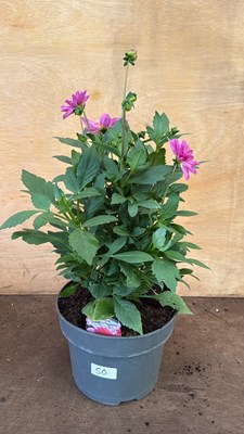 Lot 1050 - Large Dahlia -‘Starburst pink’