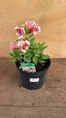 Lot 1051 - Alstroemeria -‘Maya’