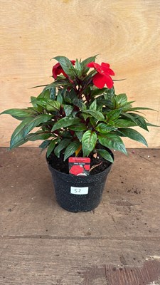 Lot 1052 - New Guinea Impatiens -‘Sonic Deep Scarlet’