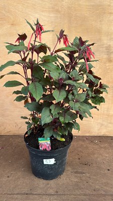 Lot 1053 - Large well established Fuchsia -‘Koralle’
